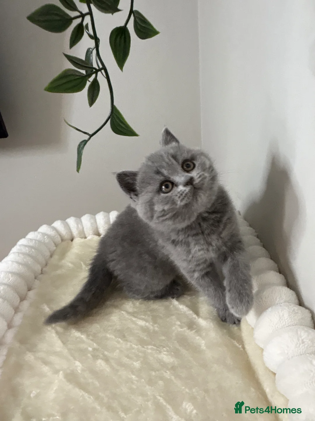 British Shorthair cats for sale: British Shorthair Kittens in Coventry - Advert 1