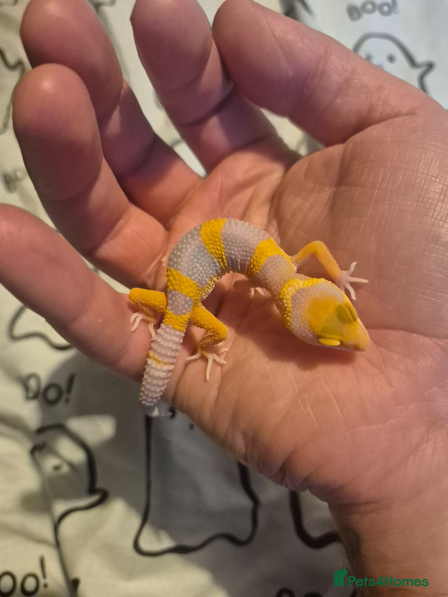 Leopard Gecko reptiles Male leopard gecko  - Advert 5