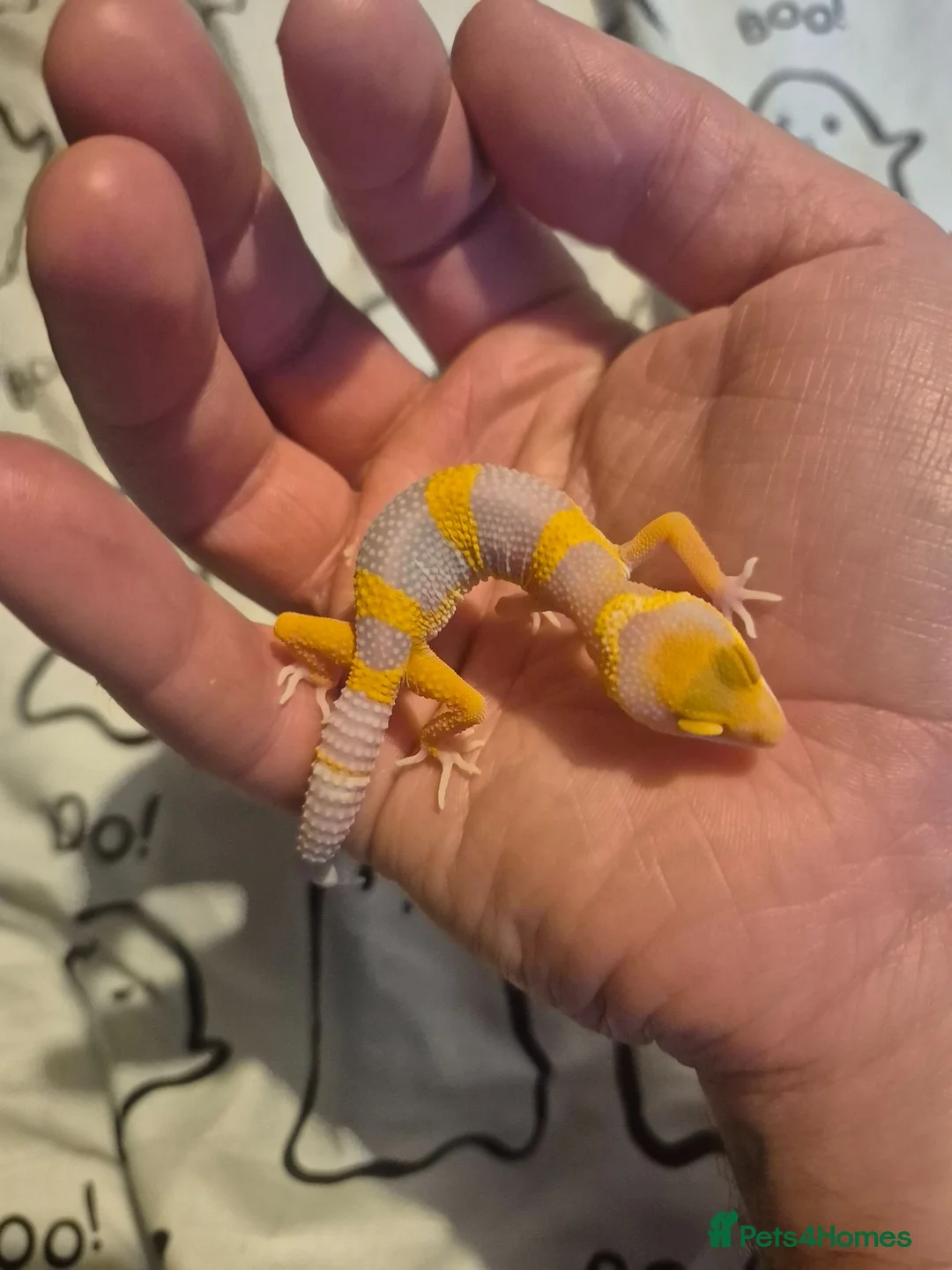 Leopard Gecko reptiles for sale: Male leopard gecko  - Advert 1