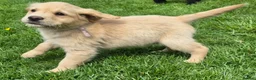 Labrador Retriever dogs for sale: Beautiful and handsome lab puppies - Advert 14