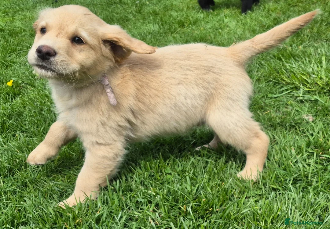Labrador Retriever dogs for sale: Beautiful and handsome lab puppies - Advert 14