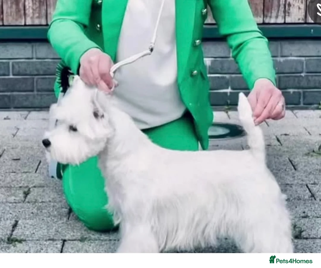 West Highland Terrier dogs for sale: Show Prospect Male Puppy - Advert 2