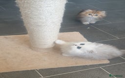 Persian cats for sale: 🌟2 Beautiful Pedigree Chinchilla Persian Kitten🌟 - Image 20