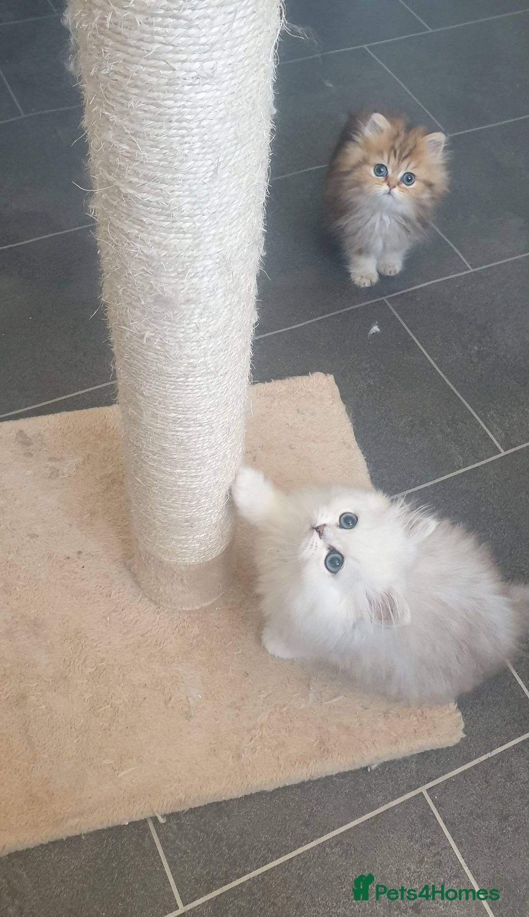Persian cats for sale: 🌟2 Beautiful Pedigree Chinchilla Persian Kitten🌟 - Image 20