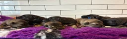 German Shepherd dogs for sale: Fully health tested German shepherd Puppies. - Advert 10