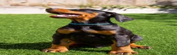 Dobermann dogs for sale: REPUTABLE DOBERMANN BREEDER - Advert 3