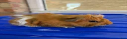 Guinea Pig rodents for sale: Baby guniea pigs ready to be reserved  - Advert 5