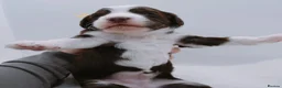 Bernedoodle dogs for sale: Miniature bernadoodles Extensively health tested! - Advert 16