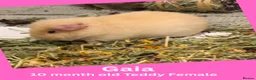 Guinea Pig rodents for sale: Guinea Pigs looking for a new home - Advert 3