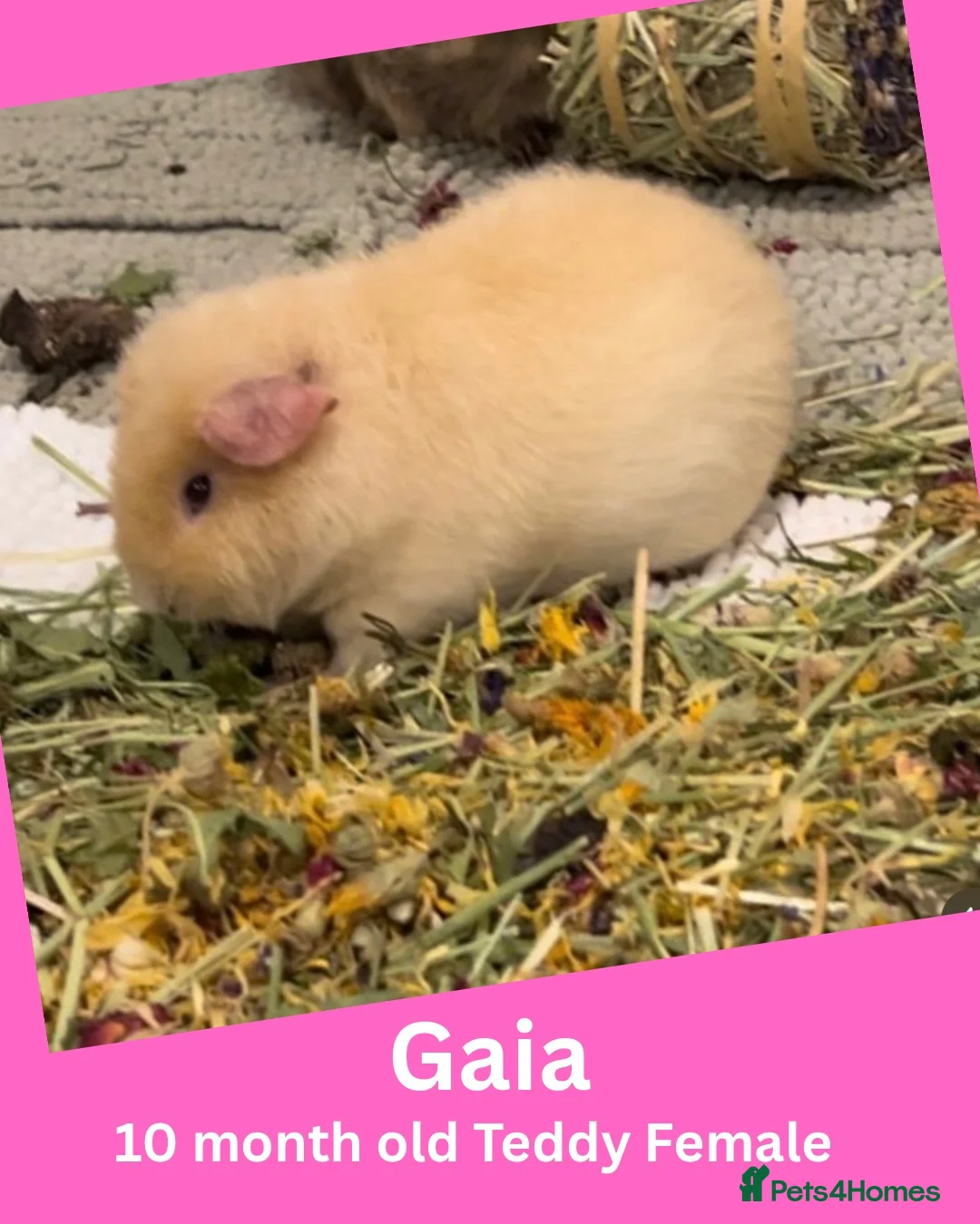 Guinea Pig rodents for sale: Guinea Pigs looking for a new home - Advert 3