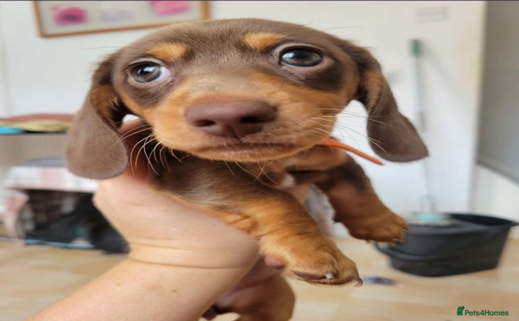 Miniature Dachshund dogs - Advert 2