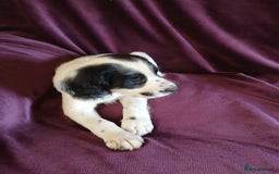 English Springer Spaniel dogs for sale: Stunning black and white springer spaniel puppies  - Image 4