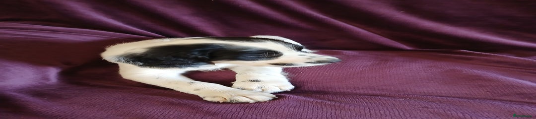 English Springer Spaniel red