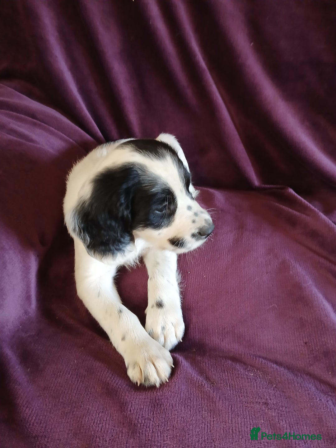 English Springer Spaniel dogs for sale: Stunning black and white springer spaniel puppies  - Image 4