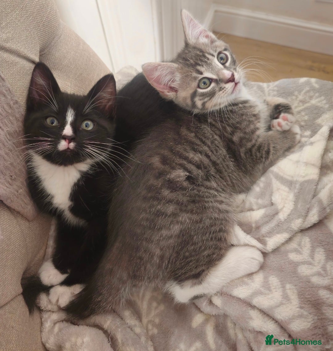 Mixed Breed cats Grey Tabby Girl/Tuxedo Boy - Advert 1