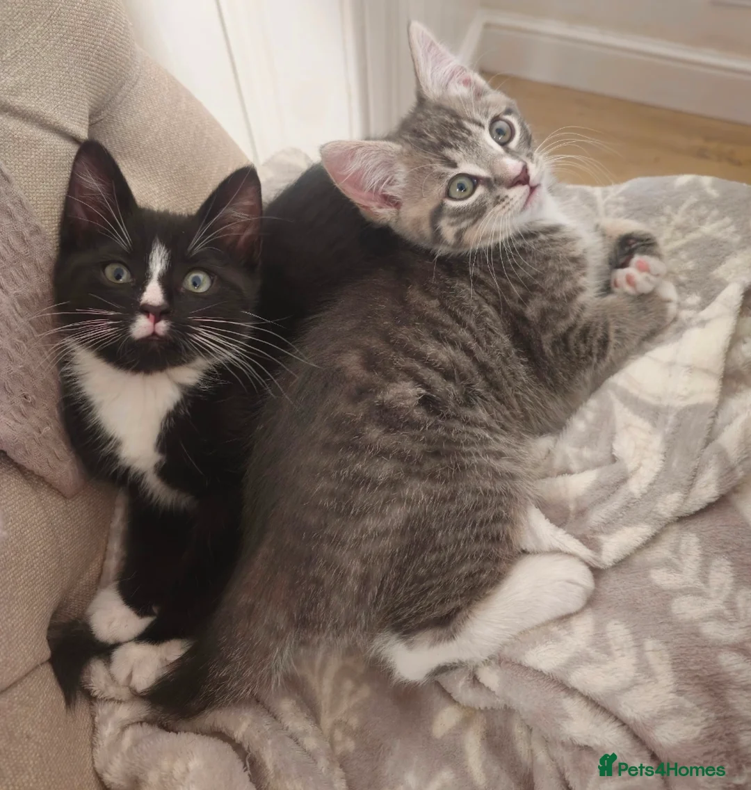 Mixed Breed cats for sale: Grey Tabby Girl/Tuxedo Boy - Advert 1