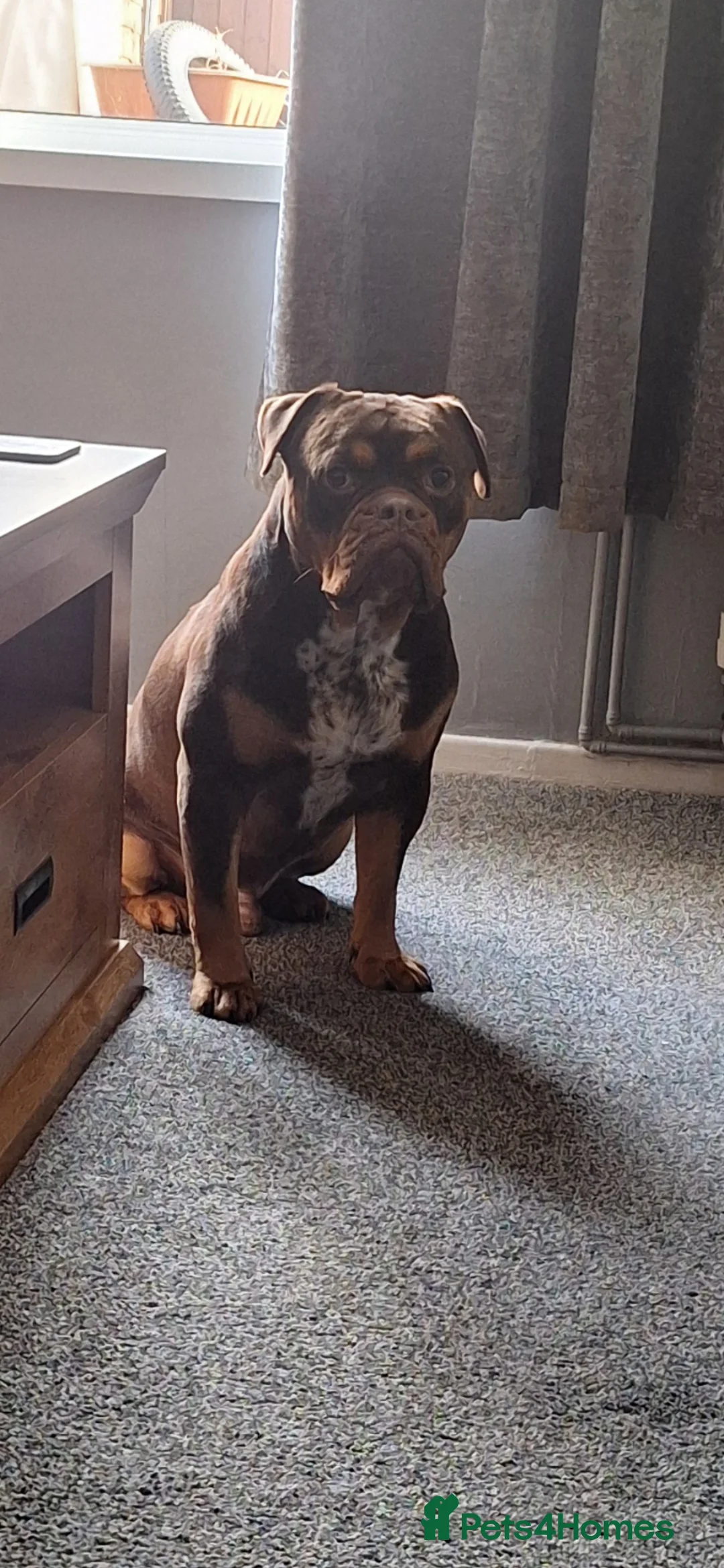 Old Tyme Bulldog dogs for sale: Old Tyme Bulldog  - Advert 2