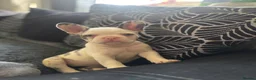 French Bulldog dogs for sale: Husky Koi French Bulldogs  - Advert 27