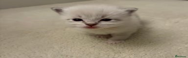 Ragdoll Kitten 2