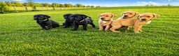 Labrador Retriever dogs for sale: Fully Health Tested/RKC Labrador Pups - Ready May - Advert 3