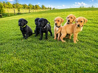 Labrador Retriever dogs Fully Health Tested/RKC Labrador Pups - Ready May - Advert 5
