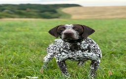 German Shorthaired Pointer dogs for sale: Kash German Shorthaired Pointer  - Image 3