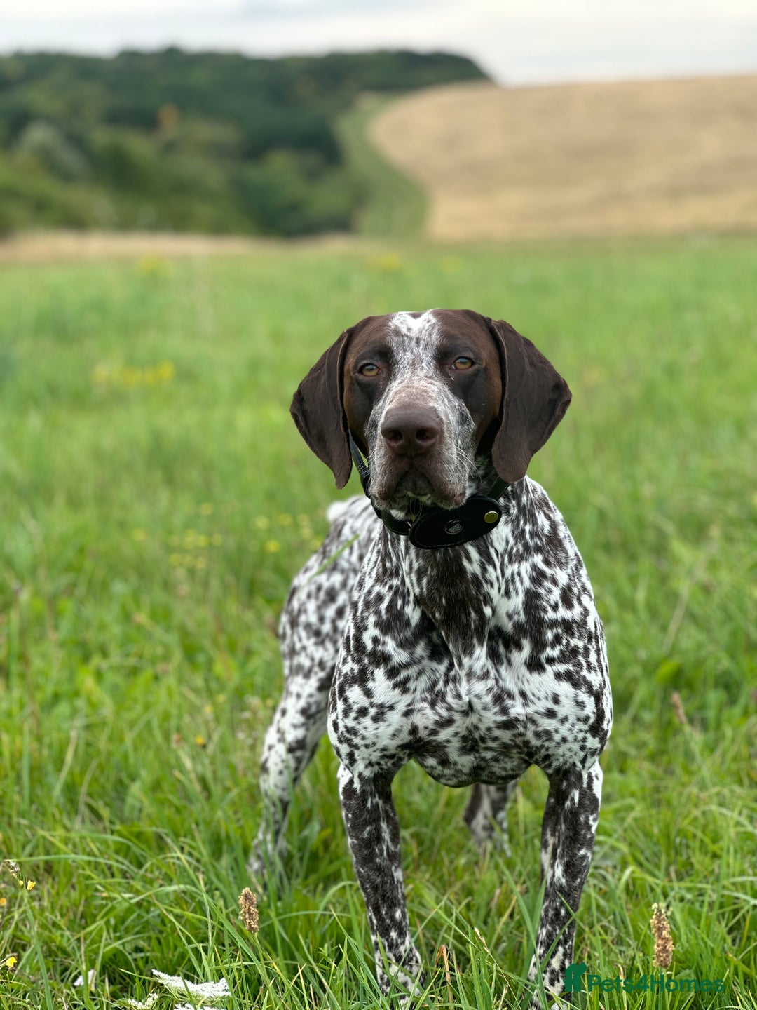 German Shorthaired Pointer dogs for sale: Kash German Shorthaired Pointer  - Image 3