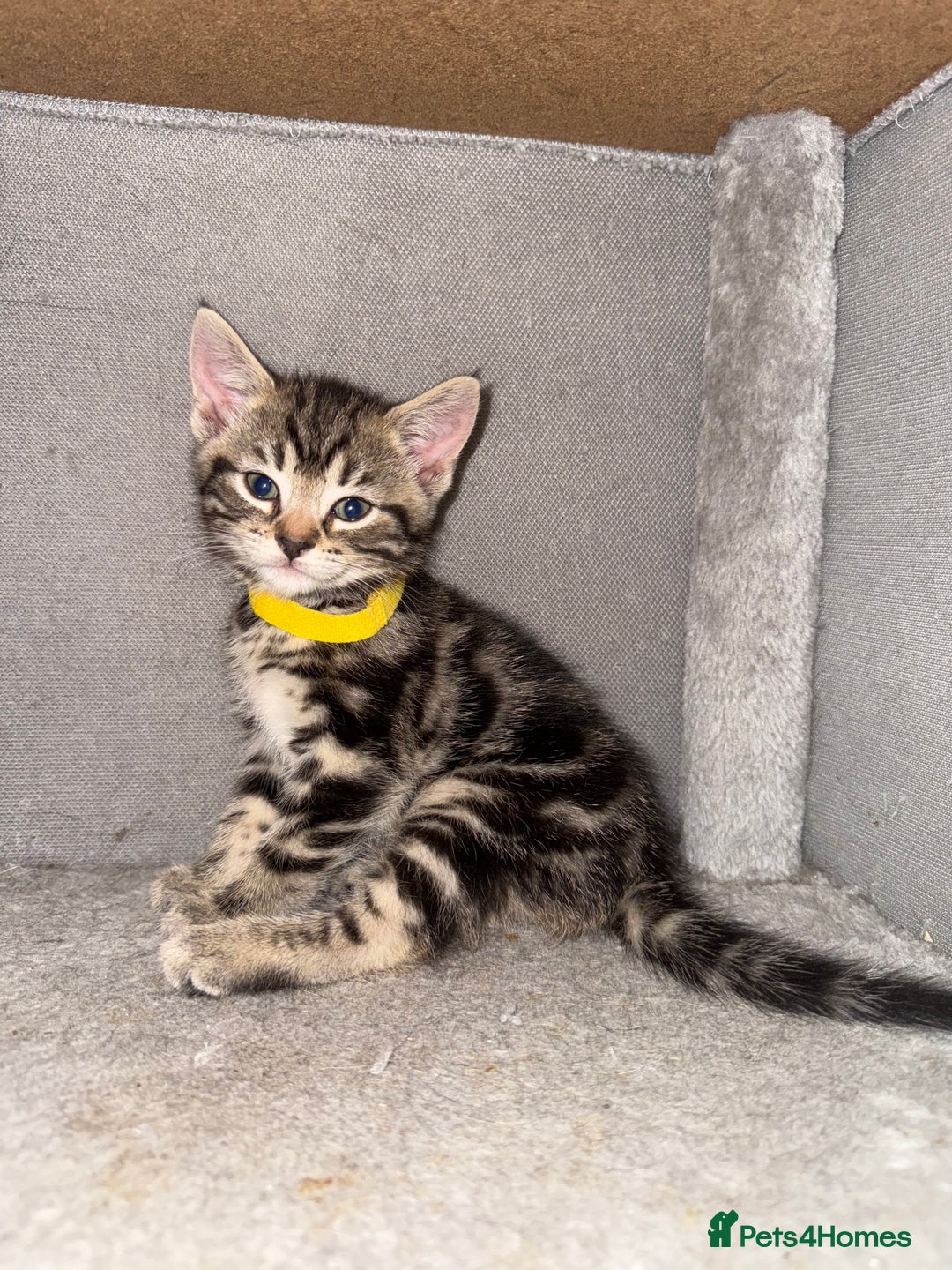 Mixed Breed cats for sale: Beautiful Kittens for sale!  - Image 4