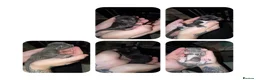 Mixed Breed cats for sale: Baby cats  in Huddersfield - Advert 8