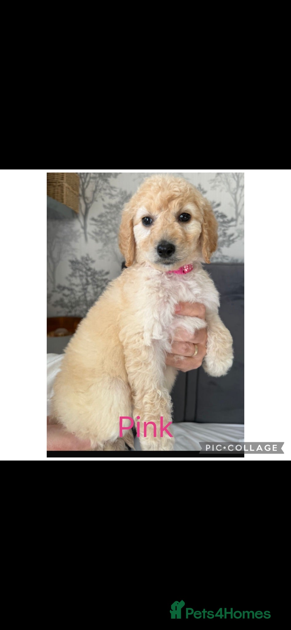 Labradoodle dogs Ready now rare silver f1bb standard labradoodles  - Advert 9