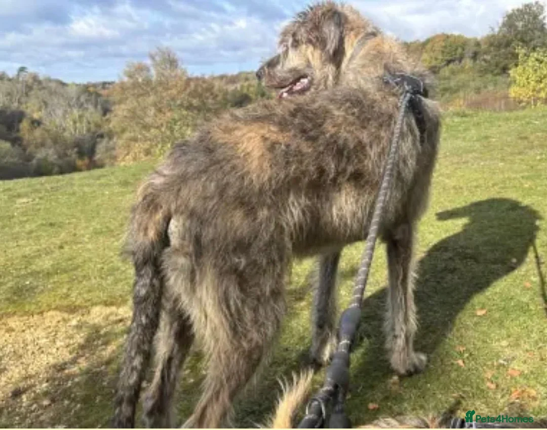 Irish Wolfhound dogs for stud: Mr Jack Rafferty  - Advert 3
