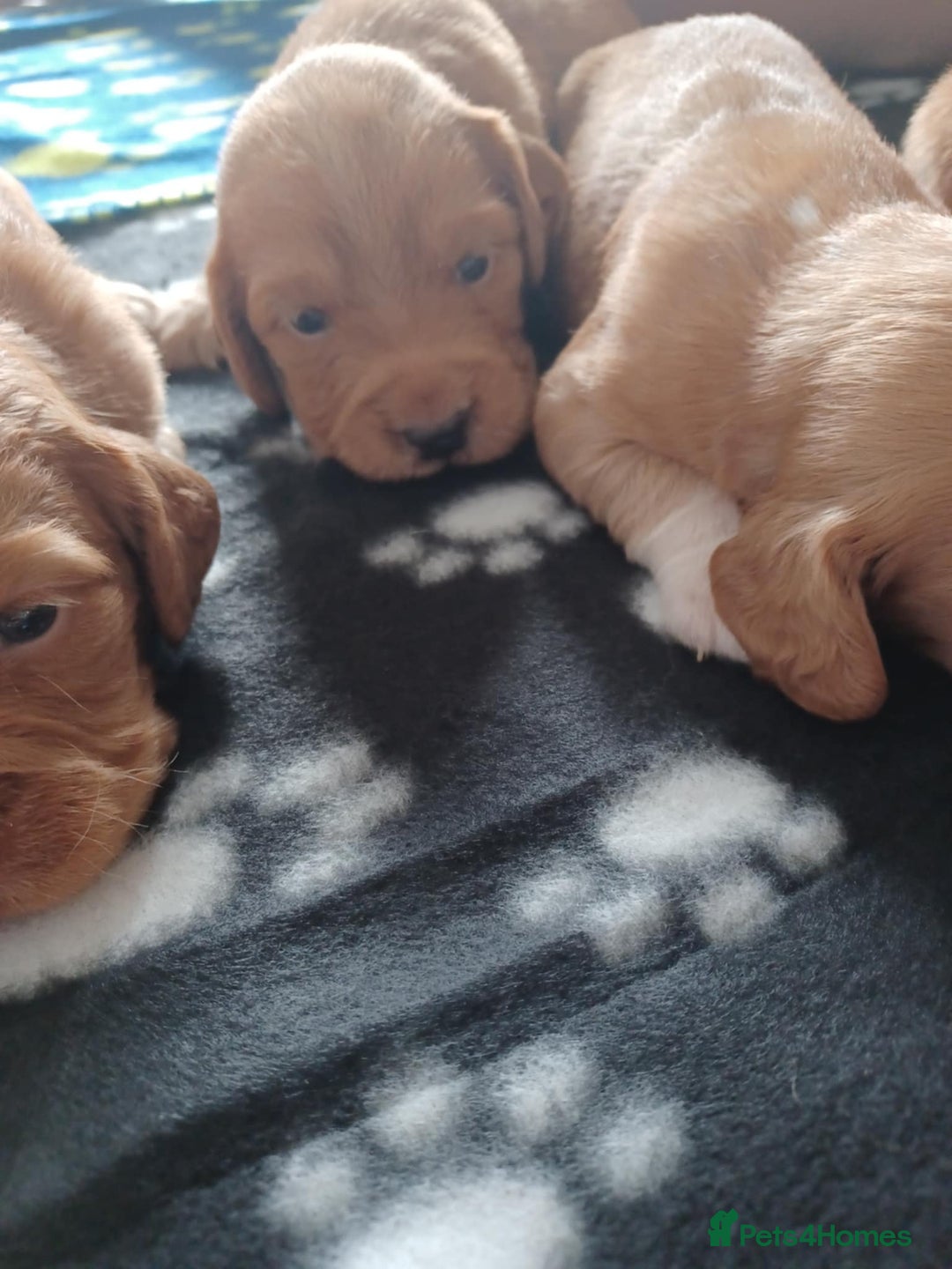 Cocker Spaniel dogs for sale: Kc registered cocker spaniel puppies - Image 26