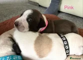 Staffordshire Bull Terrier 6