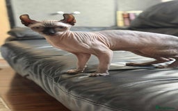 Sphynx cats for sale: Elf kitten for sale - Image 1