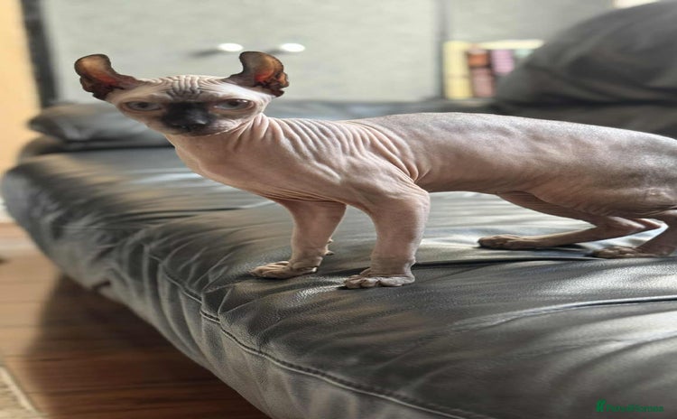 Sphynx cats - Advert 4