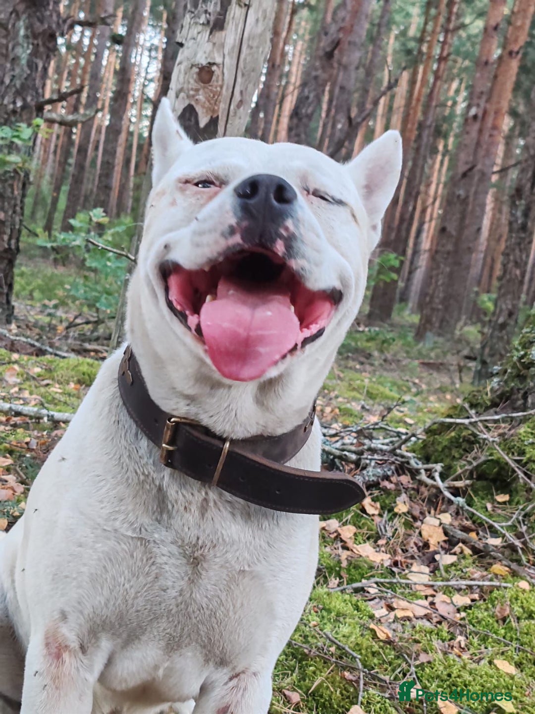 Staffordshire Bull Terrier dogs for adoption: BARON – Staffordshire Bull Terrier (Male) - Advert 6