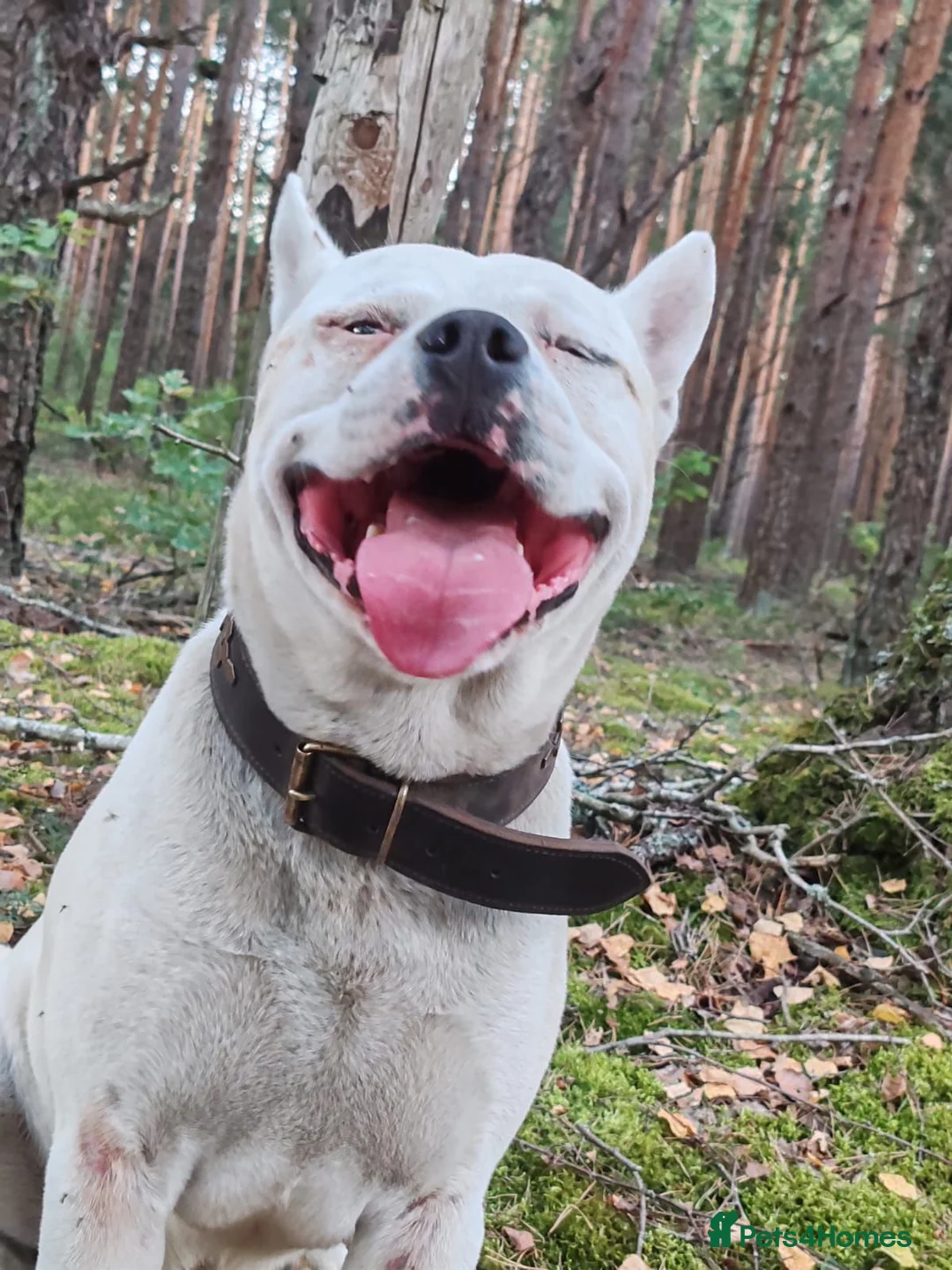 Staffordshire Bull Terrier dogs for adoption: BARON – Staffordshire Bull Terrier (Male) - Advert 6