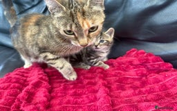 Domestic Shorthair cats for sale: 6 adorable kittens, healthy and playful 😍😻 - Image 6