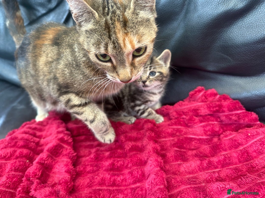 Domestic Shorthair cats for sale: 6 adorable kittens, healthy and playful 😍😻 - Image 6