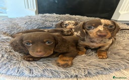 Dachshund dogs for sale: Dachshund puppies  - Image 4