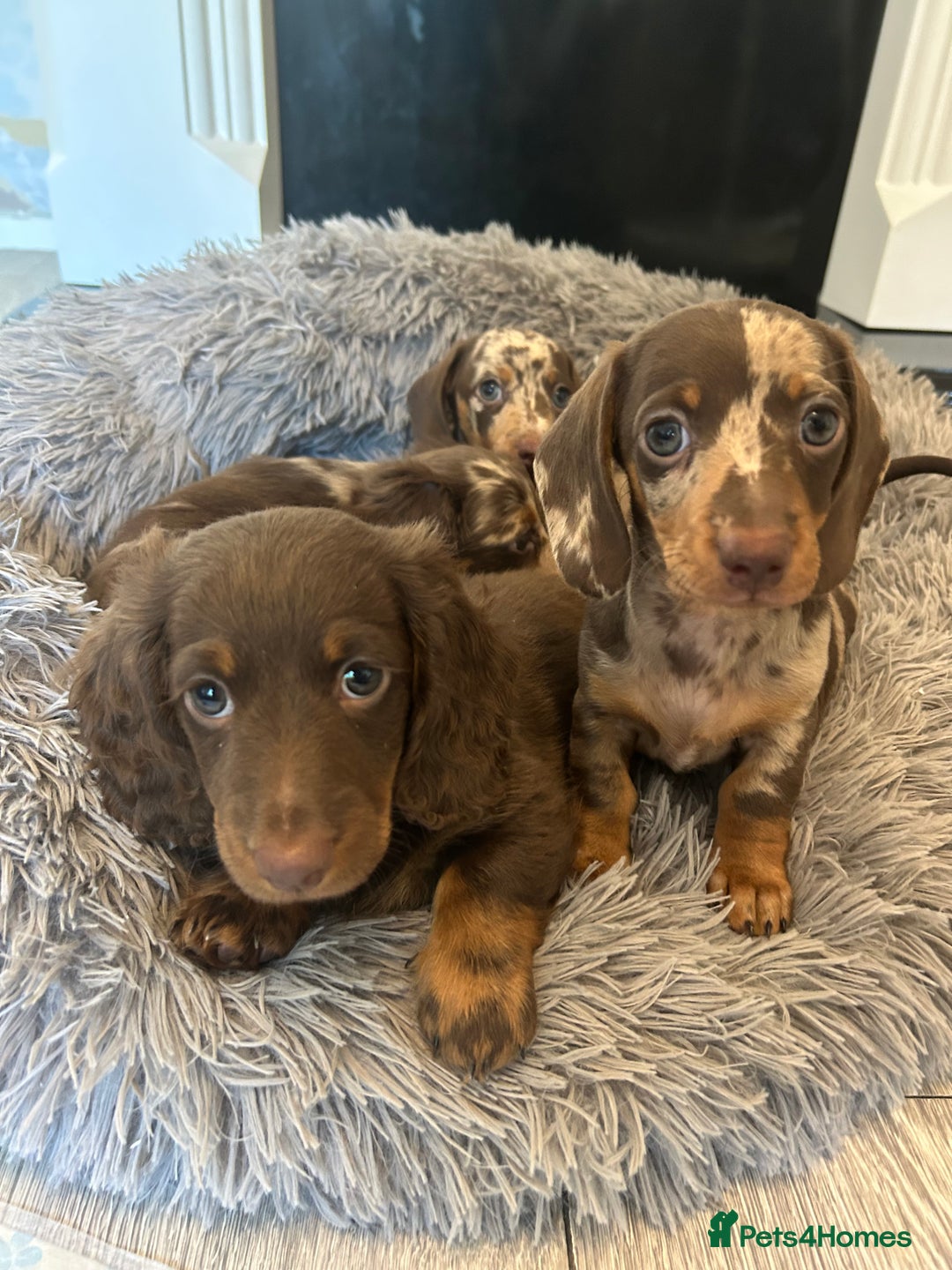 Dachshund dogs for sale: Dachshund puppies  - Image 4