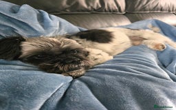 Mixed Breed dogs for sale: Ted, 11 year old Shih Tzu cross - Image 3