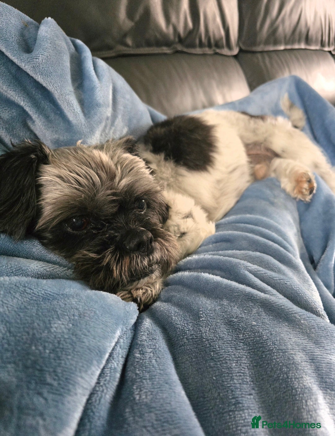 Mixed Breed dogs for sale: Ted, 11 year old Shih Tzu cross - Image 3