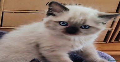 Ragdoll cats - Advert 7