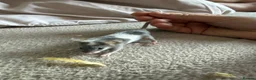 Mouse rodents for sale: Males and females - Advert 8