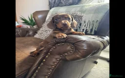 Dachshund dogs for sale: dachshund puppies - Image 7