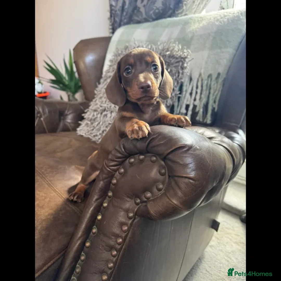 Dachshund dogs for sale: dachshund puppies - Image 7