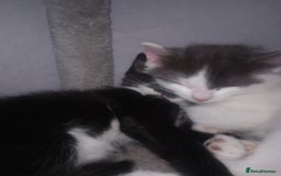 Mixed Breed cats for sale: Amazing kitten's  - Advert 15