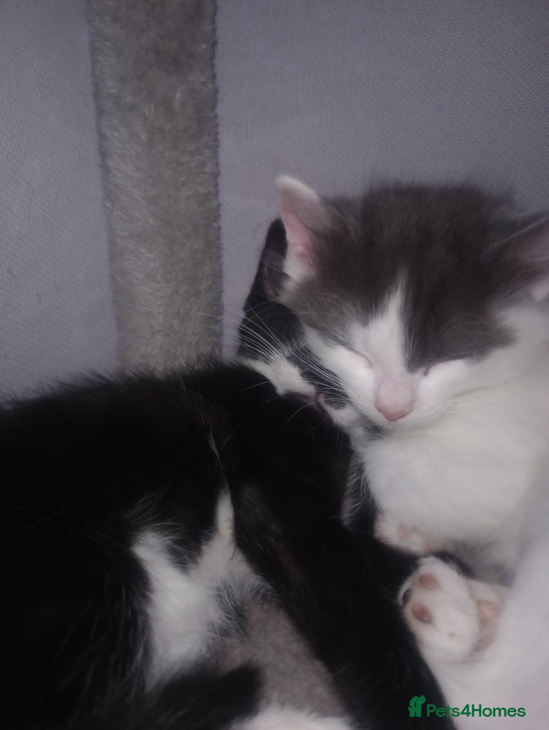 Mixed Breed cats for sale: Amazing kitten's  - Advert 15