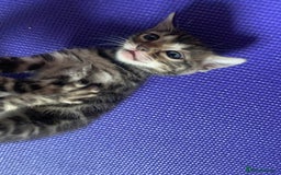 Bengal cats for sale: Silver and Brown Pedigree Bengal Kittens For Sale  - Image 20